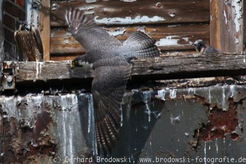 Falken-Weibchen fliegt am Nest vorbei