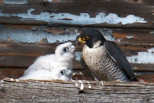 Falken-Männchen beim Füttern