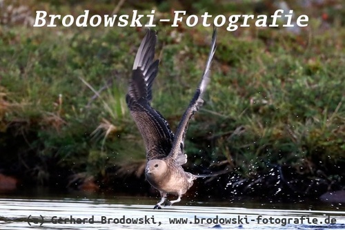 Flugbild Falkenraubmöwe Jungvogel