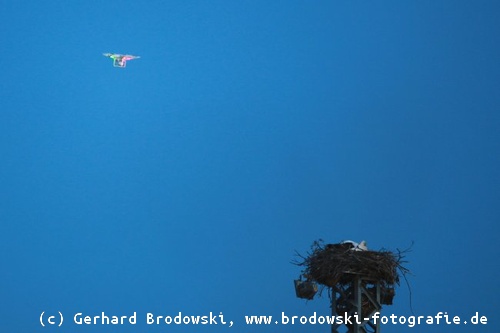 Drohne am Storchenhorst