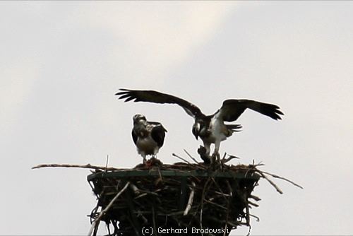 Fischadler Junge im Nest (Horst) beobachten