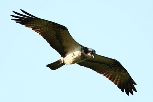 Flugbild: Fischadler auf Nahrungssuche