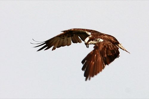 Flugbild: Fischadler auf Nahrungssuche