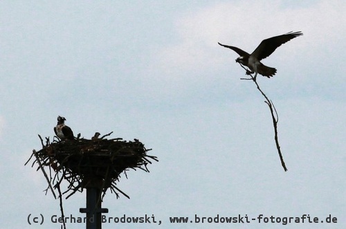Weibchen bringt Zweig zum Nest