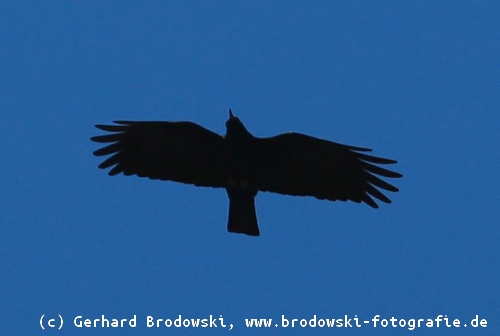 Flugbilder V gel Ruderflug Gleitflug Segelflug Suchflug Flugbilder V gel Ruderflug Gleitflug Segelflug Suchflug
