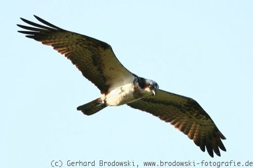 Flugbild - Fischadler im Suchflug