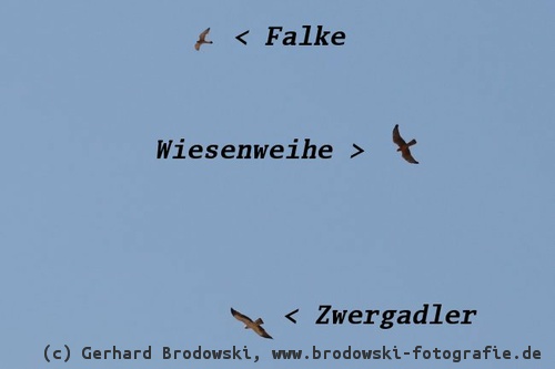 Flugbild: Falke, Wiesenweihe, Zwergadler