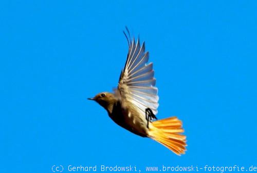 Falke Keksausstecher Ornithologie Fliegen Vogel Wald Wildtiere Geburtstagsparty