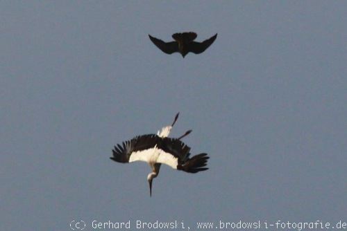 Sturzflug vom Storch und Falken