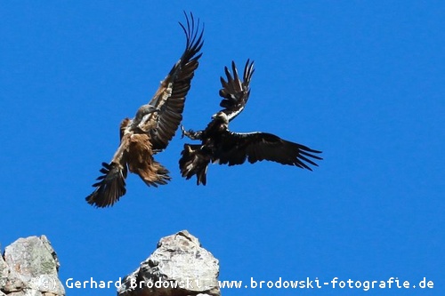 Kampf zwischen Adler und Geier