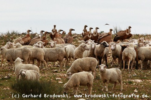 Gänsegeier und Schafe