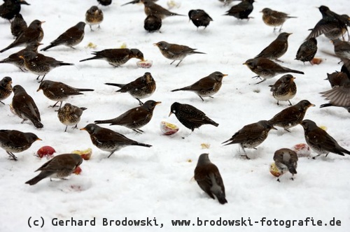 Futterstelle für Gartenvögel im Winter