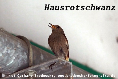 Gebäudebrüter - Hausrotschwanz (Singvögel)