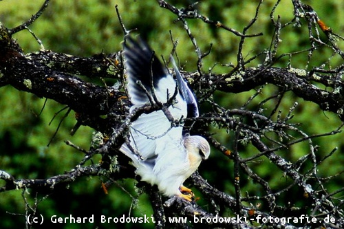 Jungvogel landet sicher im Baum