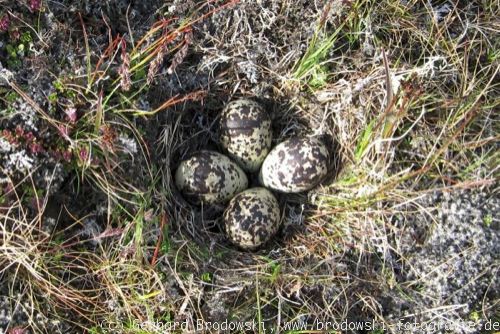 Nest mit Eiern vom Goldregenpfeifer