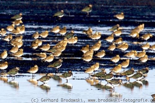 Vogelzug: Goldregenpfeifer im Schlichtkleid