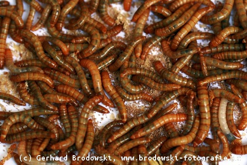 Würmer: Nahrung der Grauammer