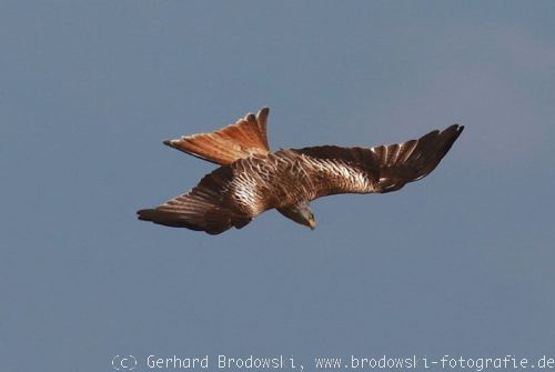 Greifvogel - Rotmilan (Milvus milvus) im Sturzflug