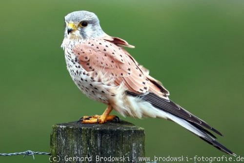 Greifvogel - Turmfalke (Falco tinnunculus) 