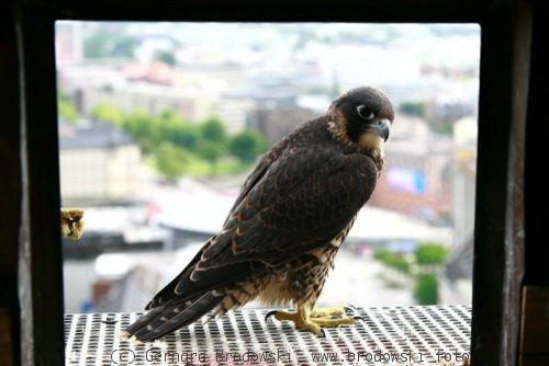 Greifvogel - Wanderfalke (Falco peregrinus) in der Stadt