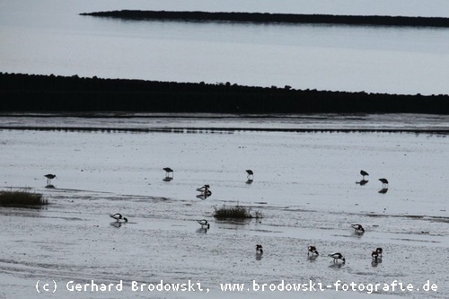 Brachvögel im Wattenmeer