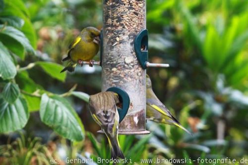 Grünfinken suchen Nahrung
