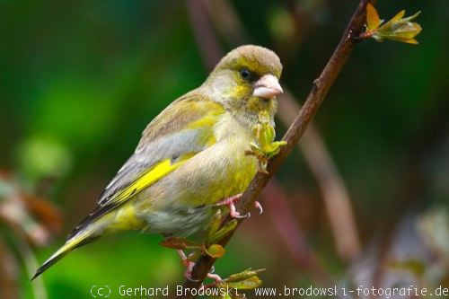 Bestimmung: Grünfink Männchen im Frühjahr