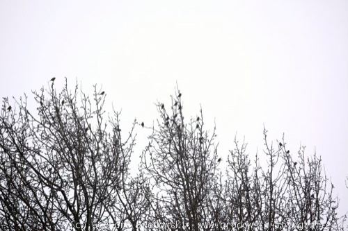 Grünfinken auf dem Vogelzug