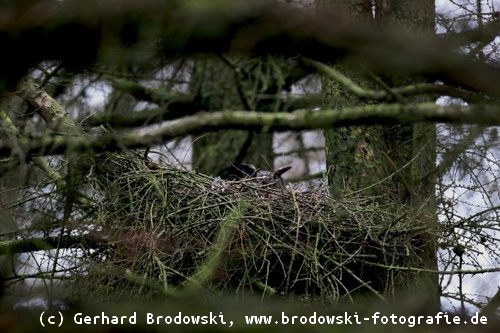 Uhu brütet im Habichthorst (Nest)