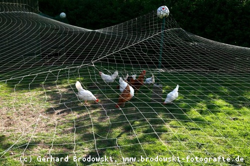 Netz schützt Hühner vor dem Habicht