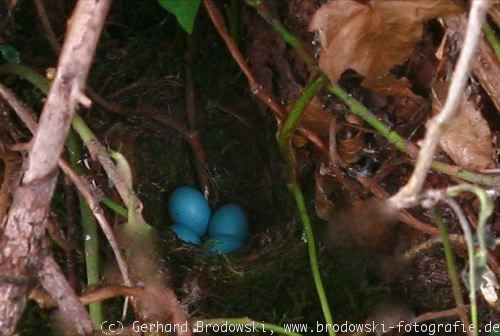 Nest mit Eier