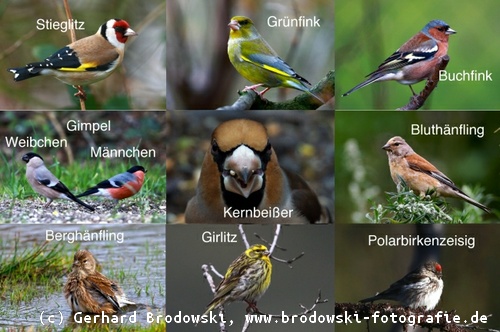 vogelarten kennenlernen und bestimmen anfangsphase kennenlernen