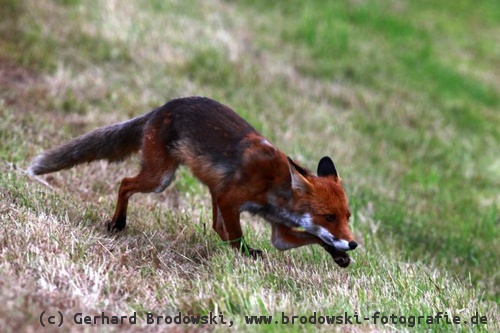 Fuchs Feind der Heringsmöwe