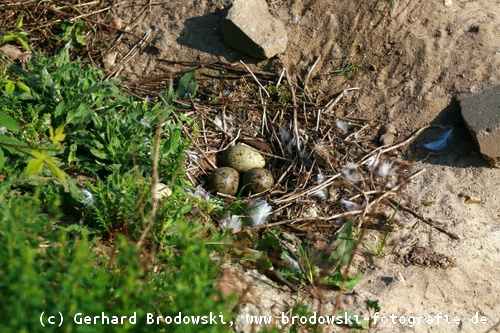 Nest mit Eiern der Heringsmöwe