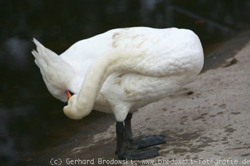 H ckerschwan Steckbrief Brutzeit Nahrung Feinde Bilder Referat