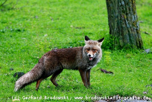 Fuchs Feind vom Kaiseradler  