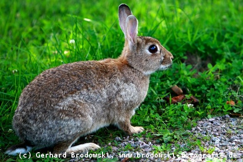 Kaninchen: Nahrung vom Kaiseradler 
