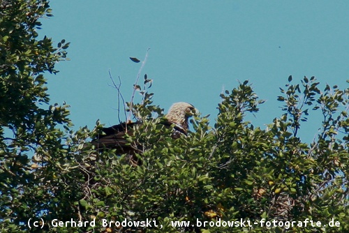 Kaiseradler im Horst (Nest)
