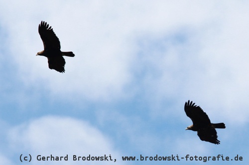 Kaiseradler Paar fliegt zum Nest