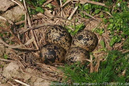 Bild: Kiebitz-Eier im Nest