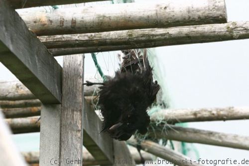 Vogelmord: Kolkrabe