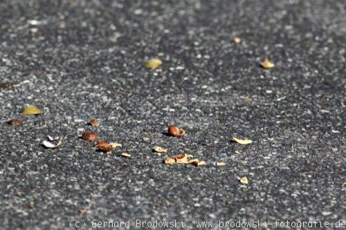 Muscheln und Nüsse (Haselnüsse) auf der Straße
