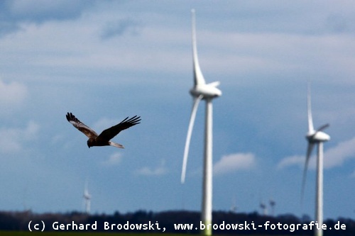 Windräder Gefahr für viele Vögel
