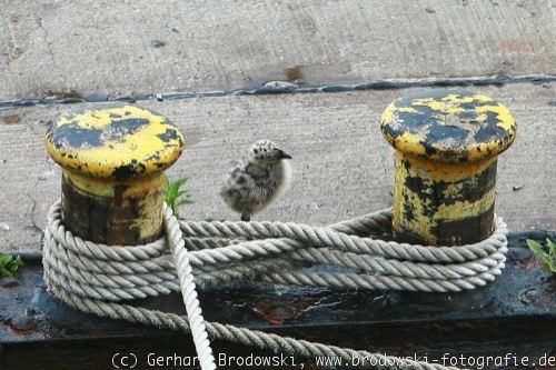 Möwenküken im Hamburger Hafen
