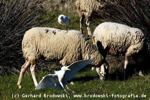 Kuhreiher sitzt auf einem Schaf
