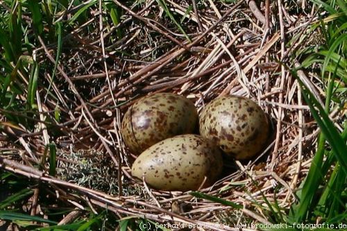 Lachmöwennest mit Eier in der Natur