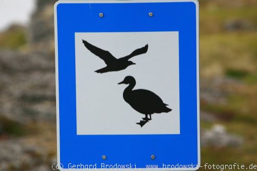 Bilder zum Vogelschutz im Lexikon