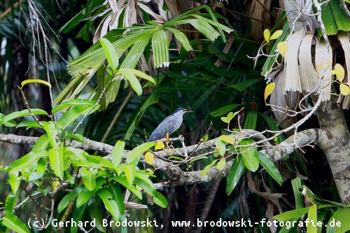 Bild vom Mangrovenreiher 