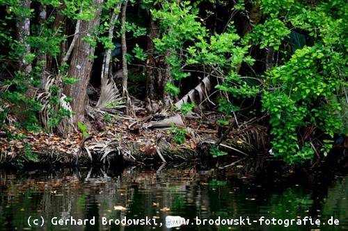 Bild: Lebensraum der Mangrovenreiher