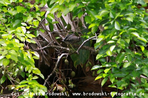 Bild vom jungen Mangrovenreiher